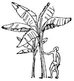 Рис. 1. Листья банановой Пальмы (манила).